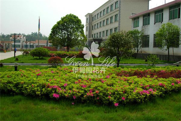 學(xué)校周圍綠化養(yǎng)護(hù)