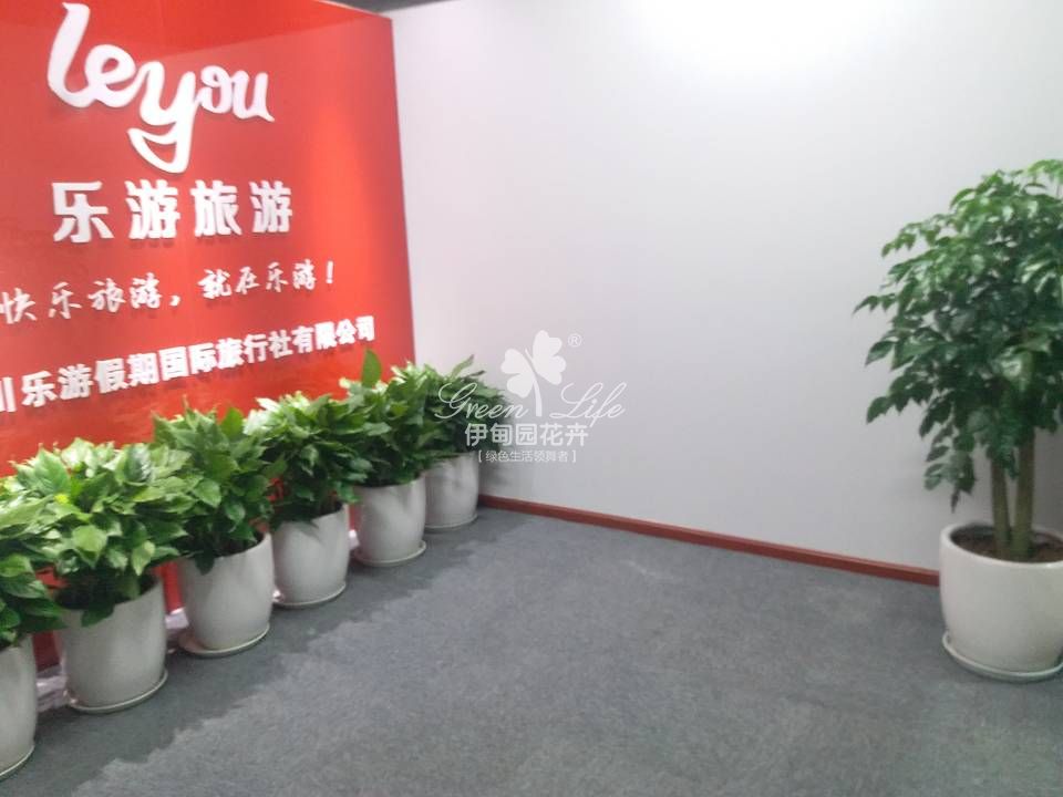 前臺(tái)綠植租賃