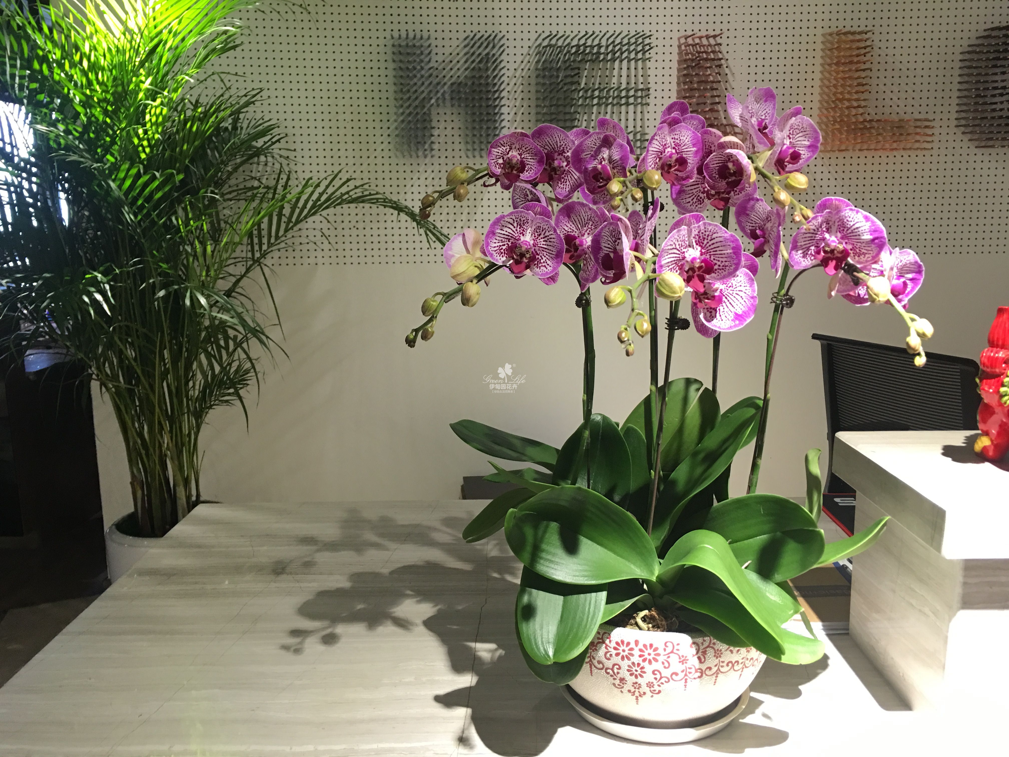 前臺(tái)花卉租賃