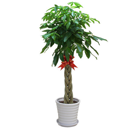 【綠植物租賃】辮子發(fā)財樹