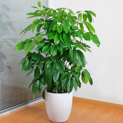 【綠植物租賃】搖錢樹