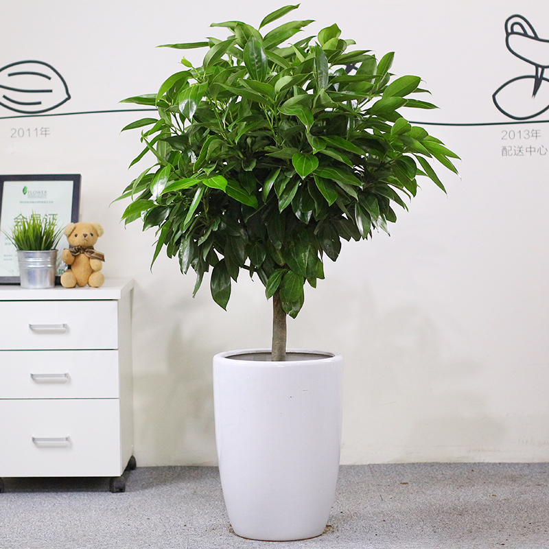 【盆栽租賃】平安樹