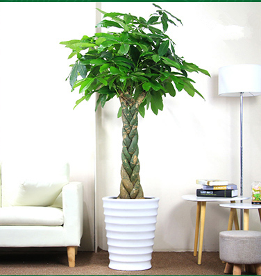 【綠植物租賃】發財樹