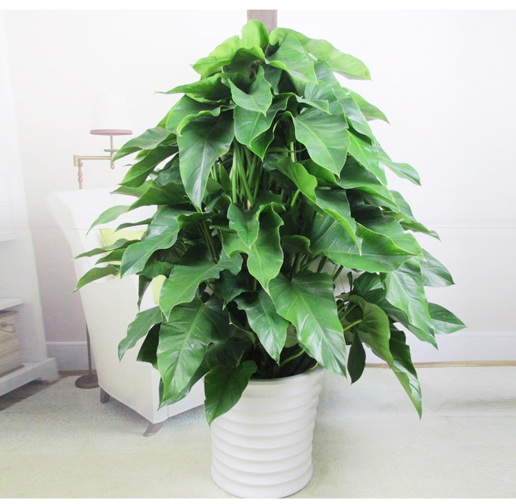 【綠植物租賃】綠寶石