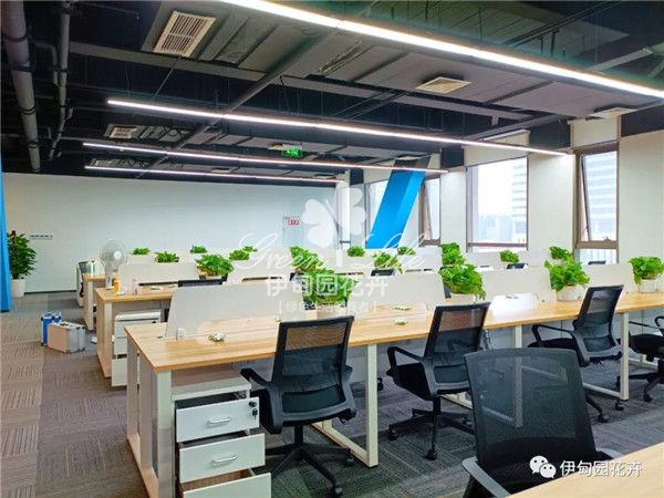 簡(jiǎn)約風(fēng)綠植搭配