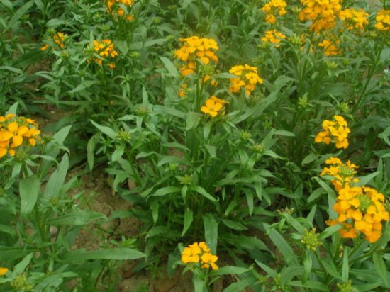 9大適合秋天種的植物