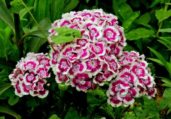 9大適合秋天種的植物