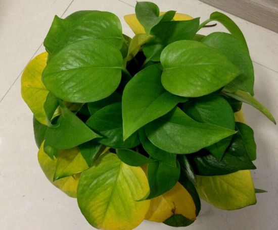 施肥過多導致綠蘿葉子發黃