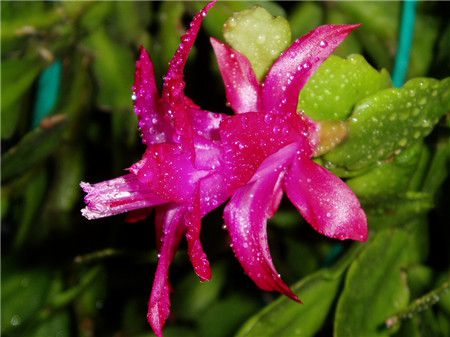 蟹爪蘭怎么繁殖