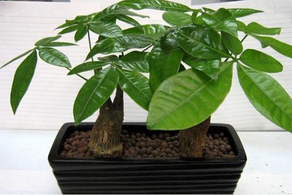 發財樹多久澆一次水?