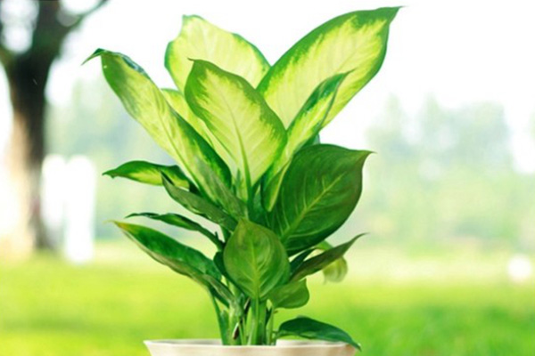 銀皇后的養殖方法和注意事項