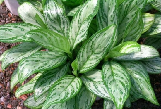 銀皇后水肥調控要求